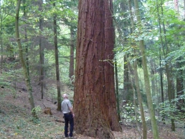 Mensch vor hohem Baum